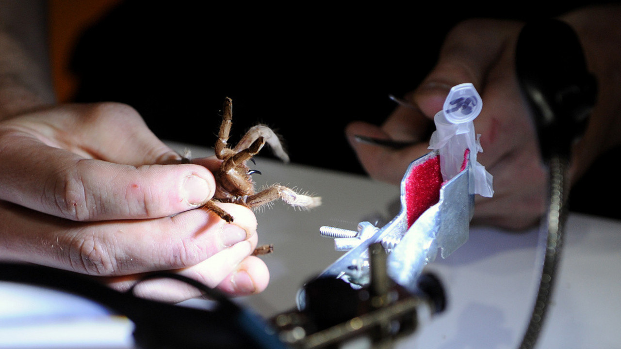 Örümcek zehrinden kalp ilacı geliştirdiler