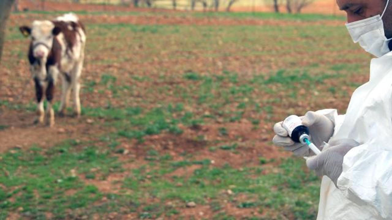 Hırvatistan’da şarbon paniği (17 Temmuz 2022)