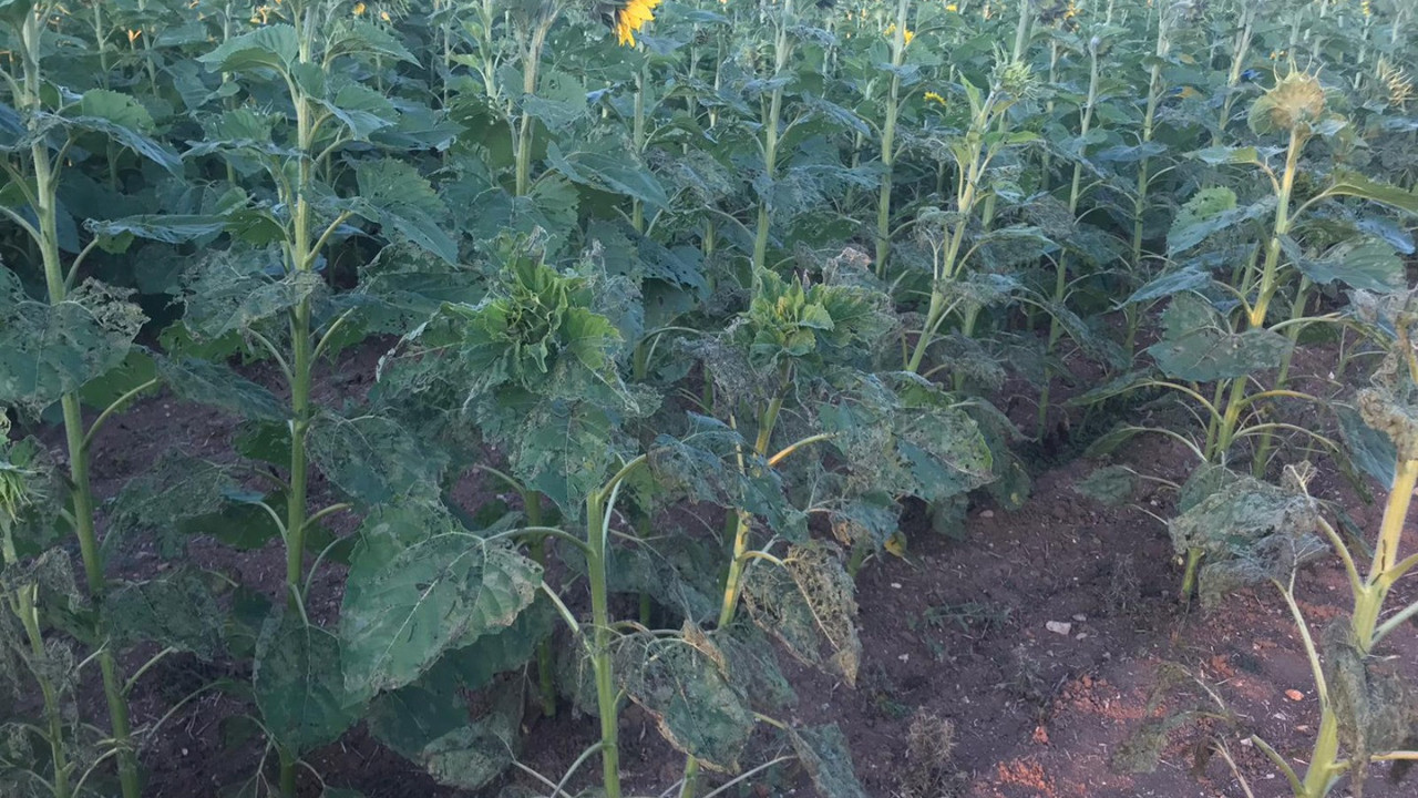 Çayır tırtılı tehlikesi büyüyor. Trakya'nın ardından Bilecik'teki ayçiçek tarlalarında da görüldü