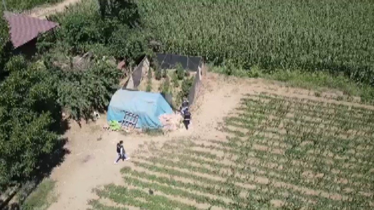 İzmir'de 50 kök Hint keneviri ele geçirildi