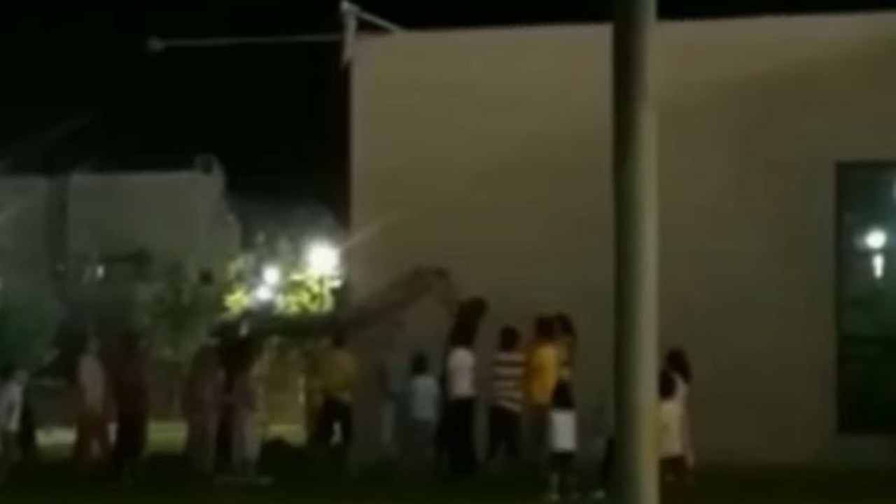 Gaziantep'te kedi elektrik direğinde mahsur kaldı, çocuklar kurtardı