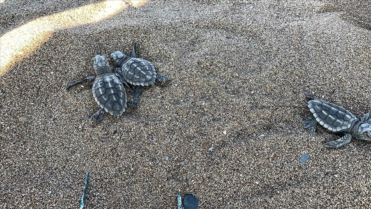 Caretta caretta yavruları mavi sularla buluşmaya başladı (20 Temmuz 2022)