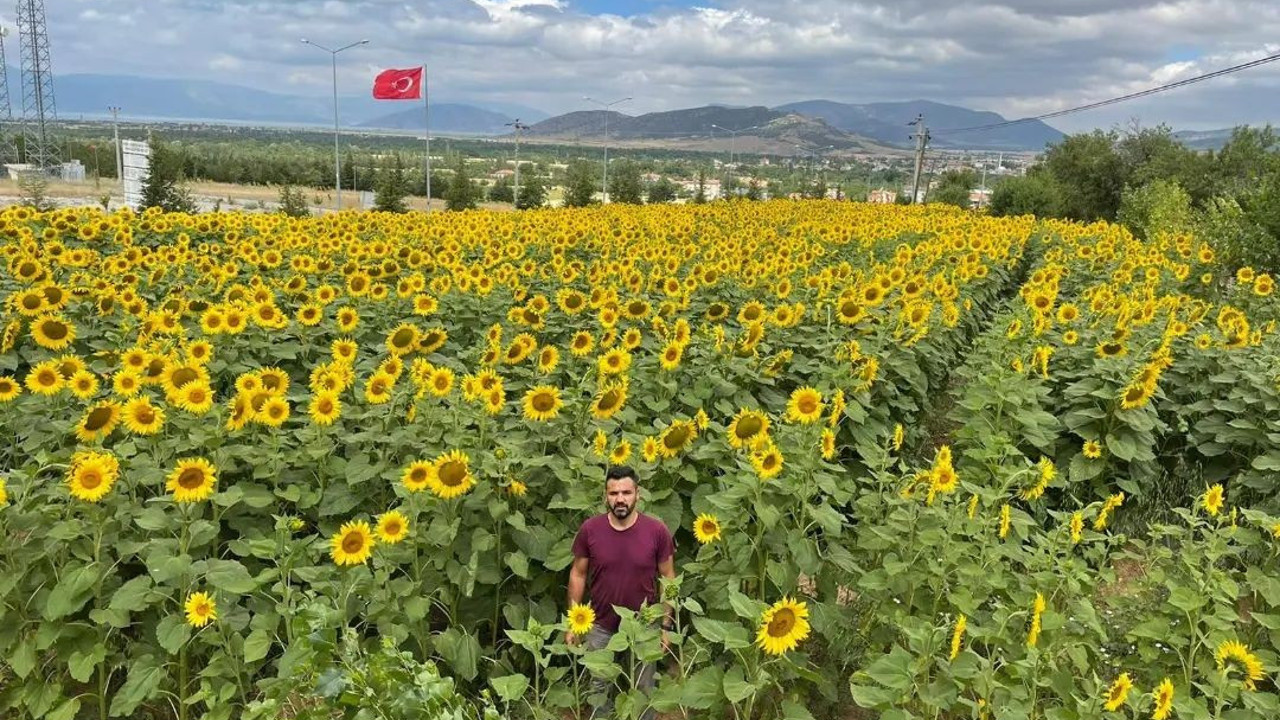 İstanbul'da 4 ilçede çayır tırtılı alarmı. 25 bin dekarlık tarlada görüldü