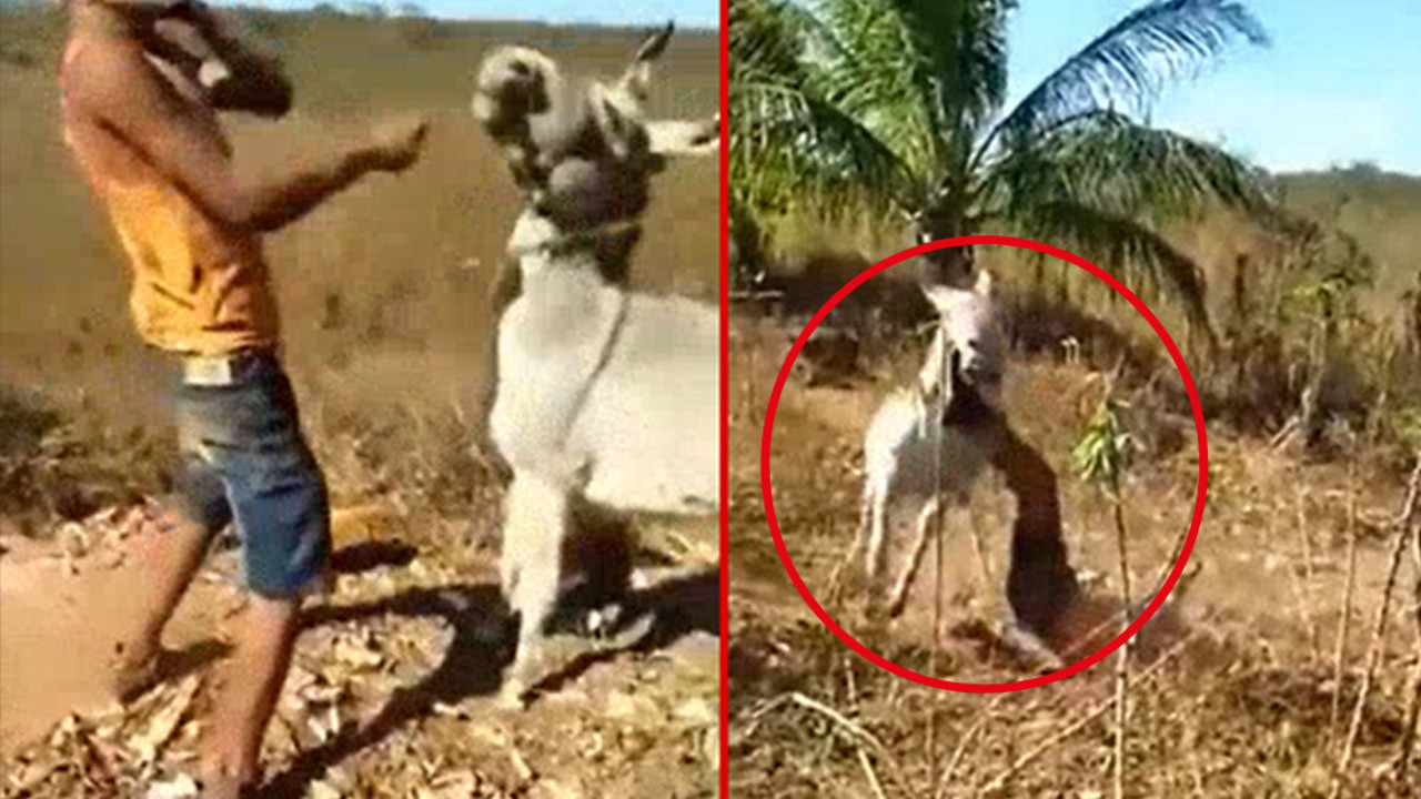 Eşeği dövdü dövdü... Eşeğin intikamı acı oldu. Çığlıkları uçsuz bucaksız pamuk tarlasında yankılandı