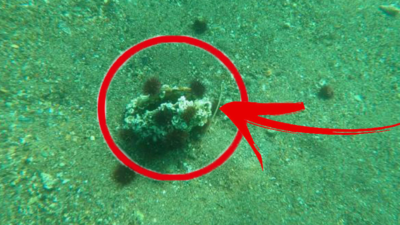 Marmara Denizi'nde müsilajdan sonra yeni tehlike. Aşırı kirliliği seviyor