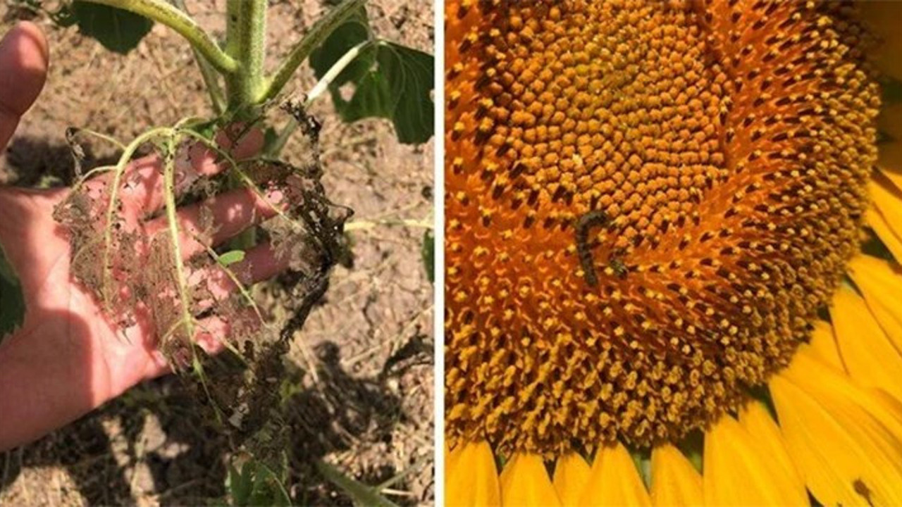 'Çayır tırtılı' istilası Balıkesir'e kadar uzandı