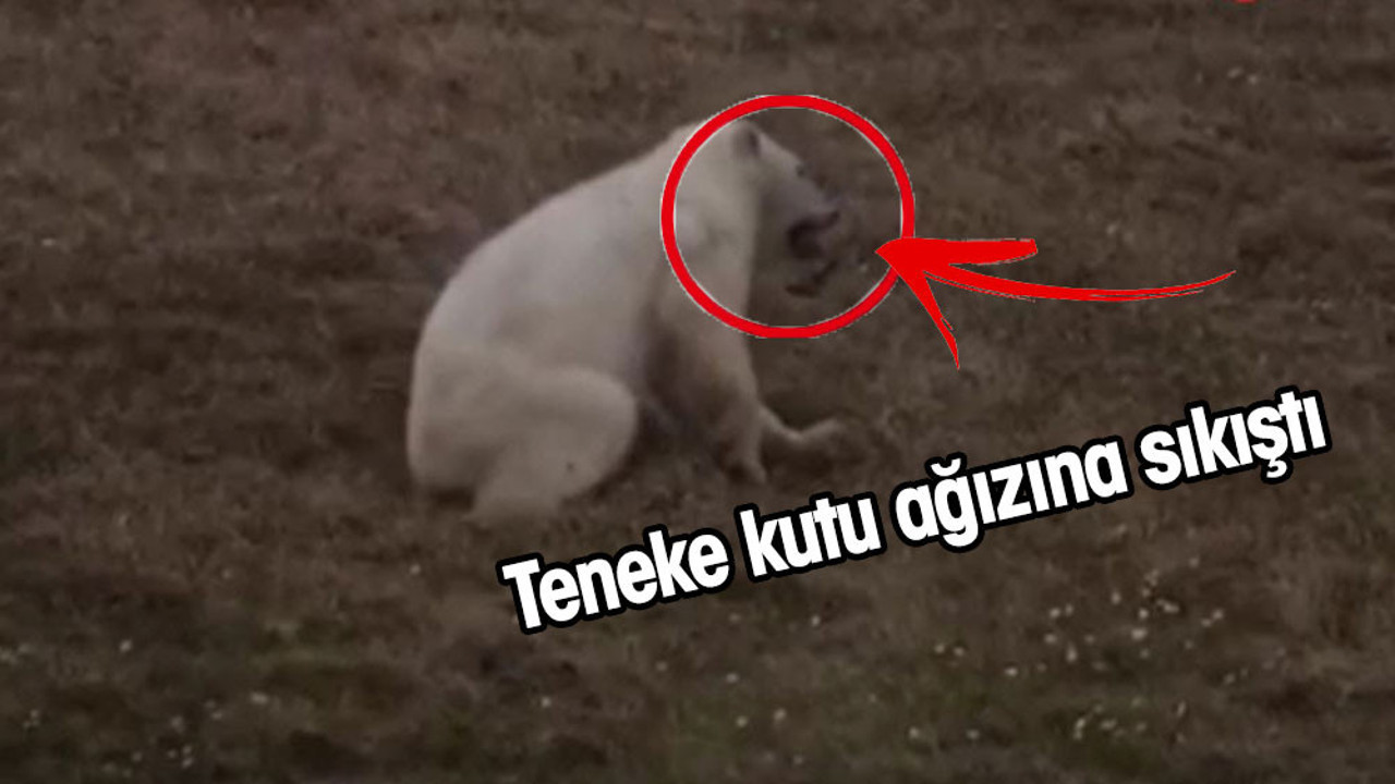 Kutup ayısını bu hale bir insan getirdi. Doğaya atılan teneke bir kutuyu yemeye çalıştı