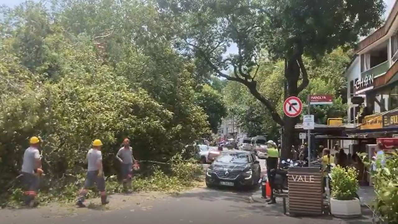 Bebek’te dehşet! Dev ağaç yola devrildi…