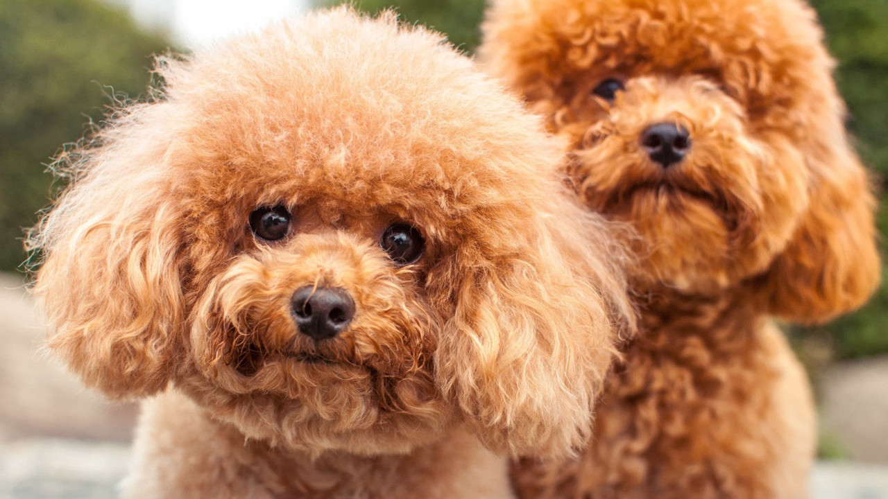 Dünyada ilk: Cins köpek klonlandı