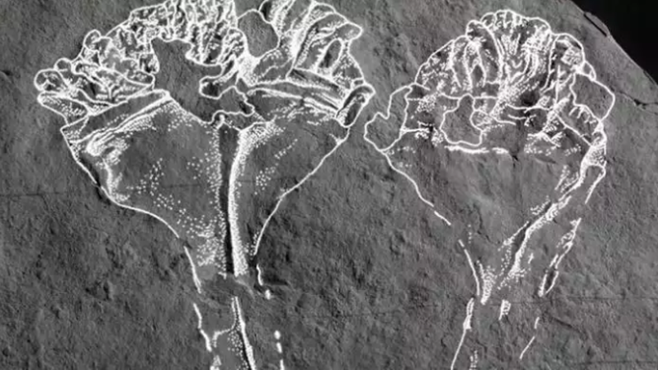 Bilim insanları ulaştığı bilgiyle şok oldu: İşte 530 yıllık fosilin ait olduğu hayvan