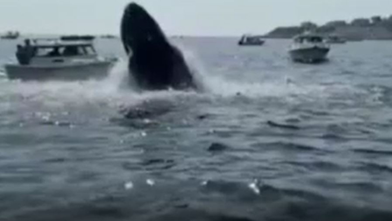 Kambur balina teknedekilere dehşete yaşattı