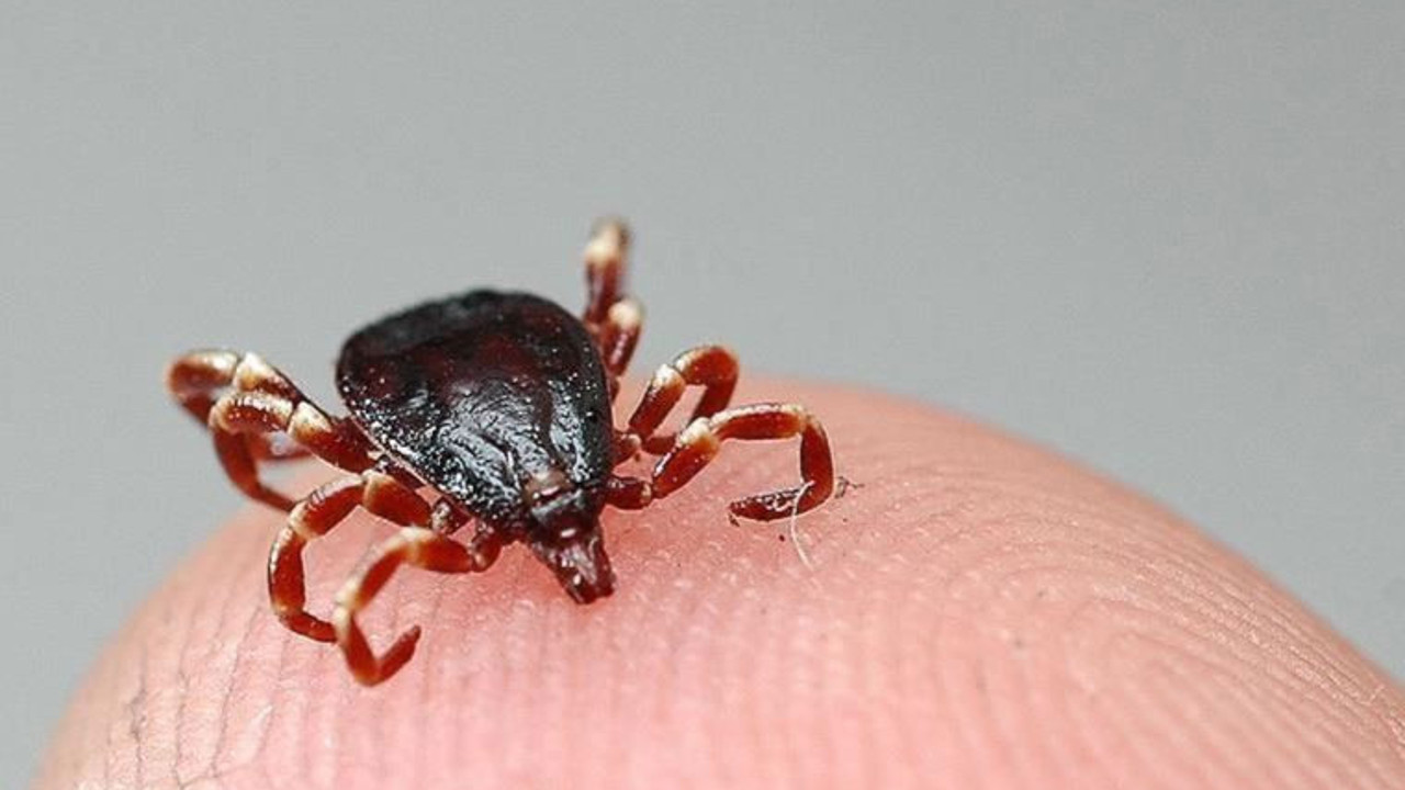 Uzmanı açıkladı. Keneden korunmanın en basit yolu