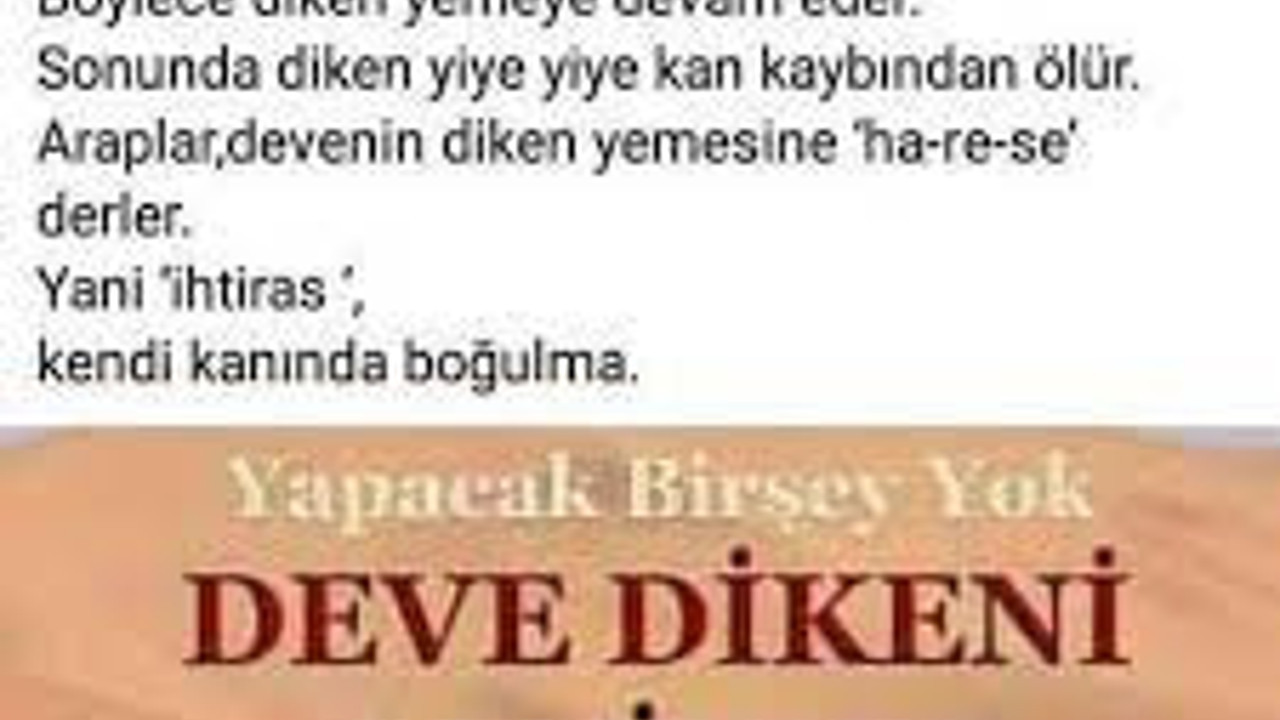 Zülfü Livaneli bir kitabında böyle anlatmıştı: Bakın deve dikeni neden severmiş