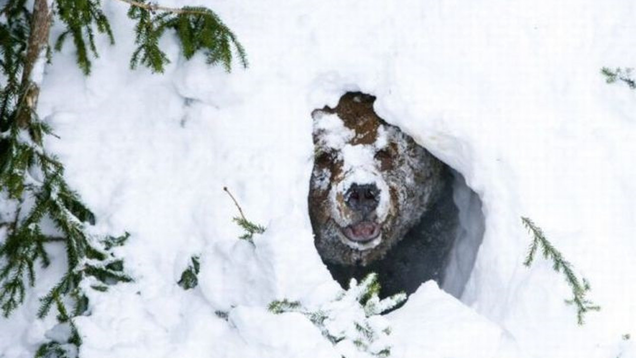 Kış uykusundaki ayı kanından serum hazırlandı: O hastalığa umut olacak