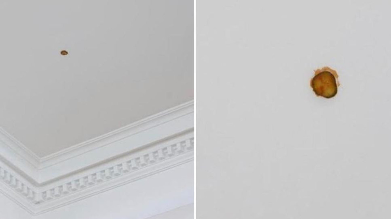 Tavana atılan çizburgerdeki turşu sanat eseri olarak sergileniyor