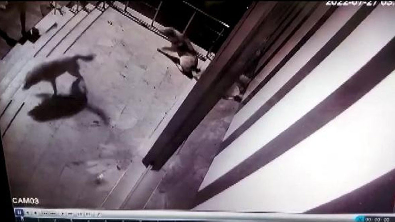 Sokakta yatan köpeklere içki şişesi fırlattı