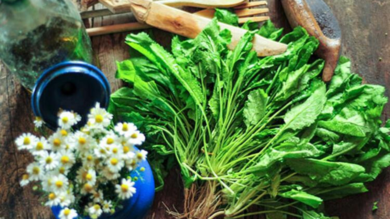 Yeşil yapraklı sebze olan ‘kale’ bitkisi kemikleri çelik gibi yapıyor