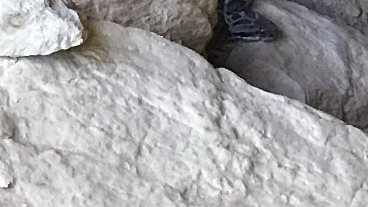 1 saat içinde öldürebilen zehirli "Wagner Kaya Engereği" görüntülendi