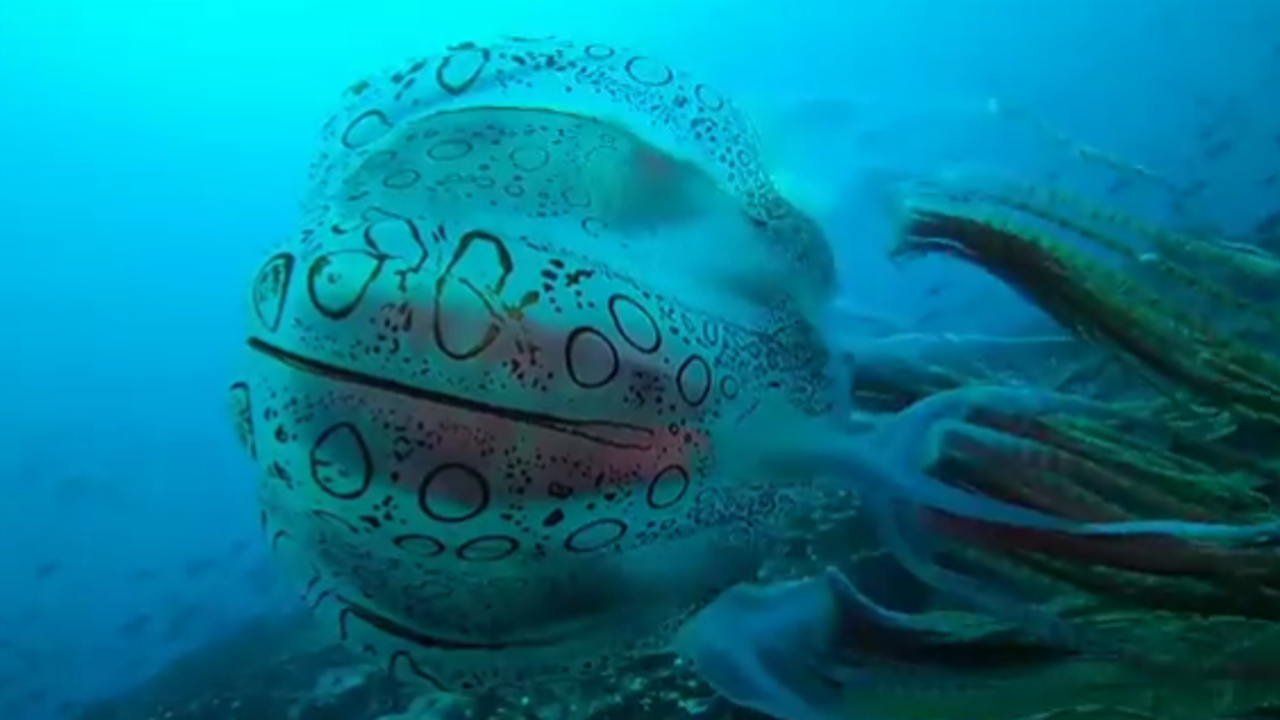 25 yıl sonra görüntülendi. Üzerinde garip işaretler var