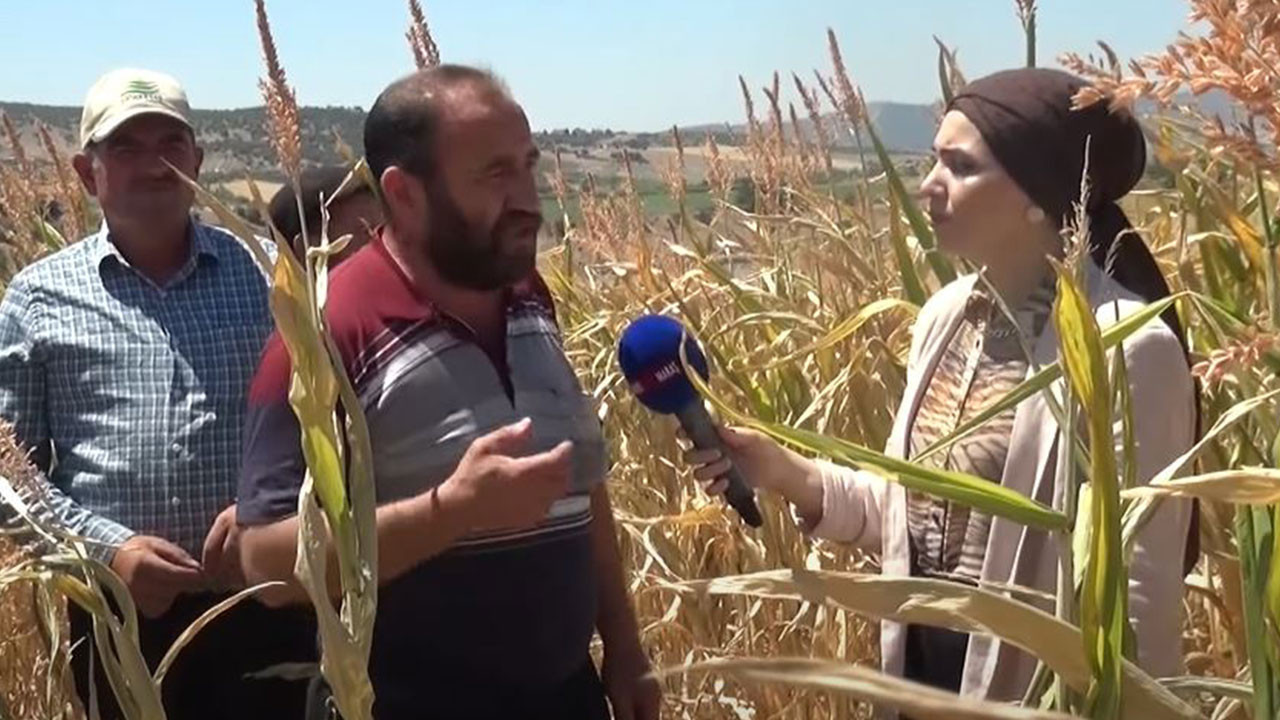 Kahramanmaraş’ta belediye su vermeyince 12 bin dönüm mahsul göz göre göre kurudu