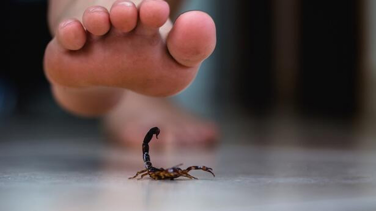 Dİkkat! Sıcaklarla birlikte akrep sokmaları arttı