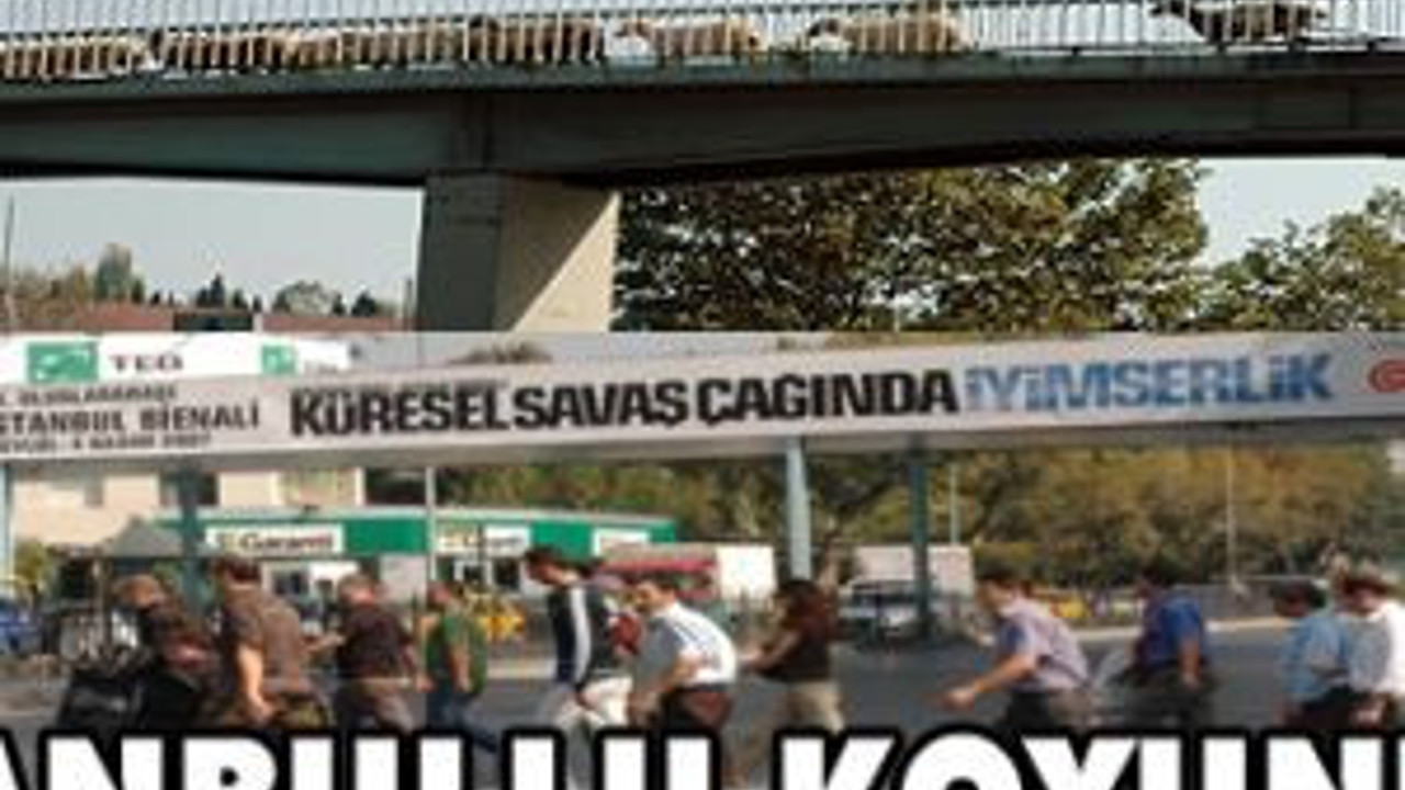 İstanbullu koyunlar