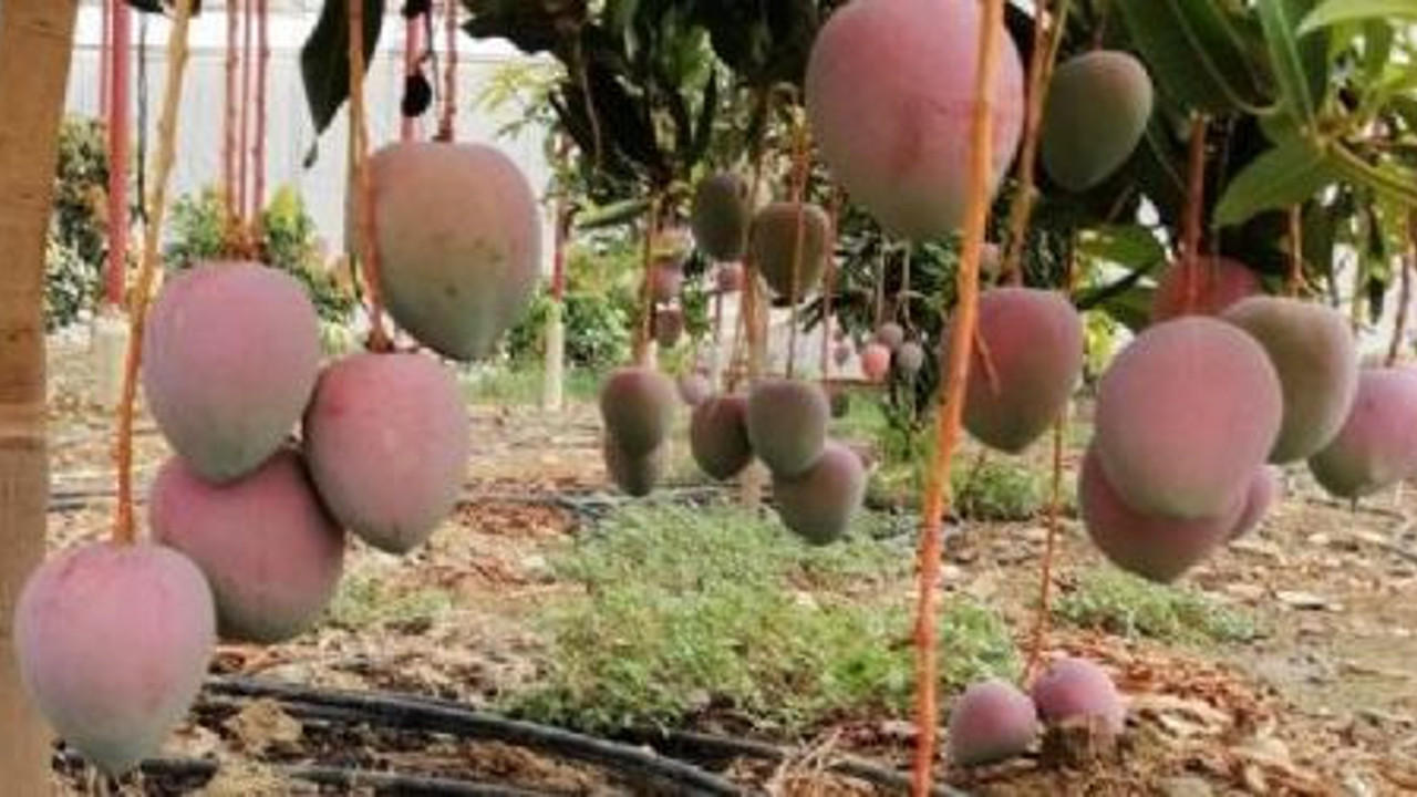 Bir dönümün geliri 190 bin TL. Üreticilerin gözdesi