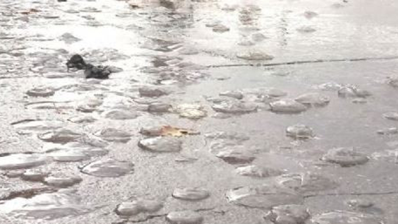 Deniz anaları kaldırıma çıktı