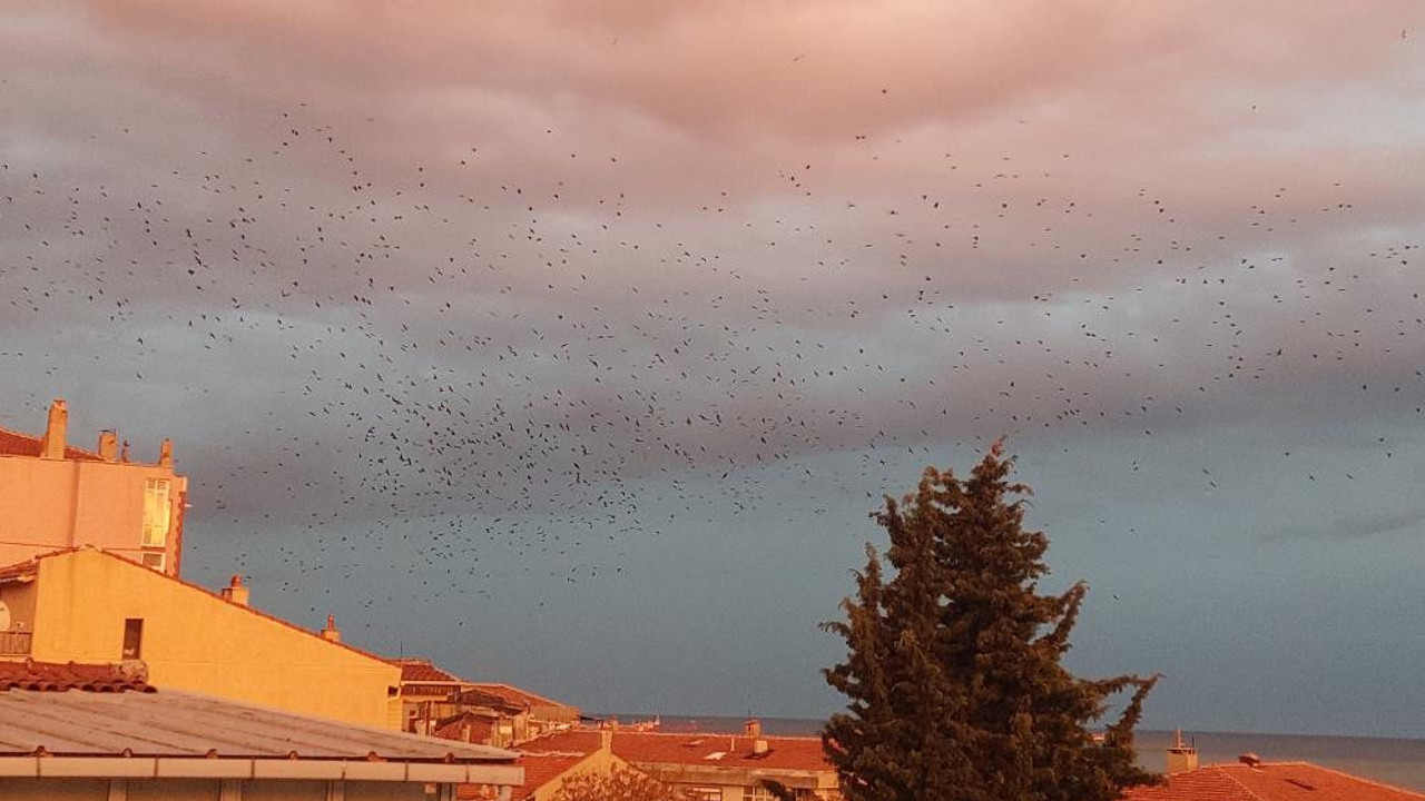 Hitchcock'un 'Kuşlar' Filmi gibi. Karga istilası