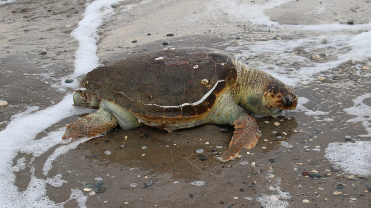 Mersin’de ölü Caretta caretta sahile vurdu