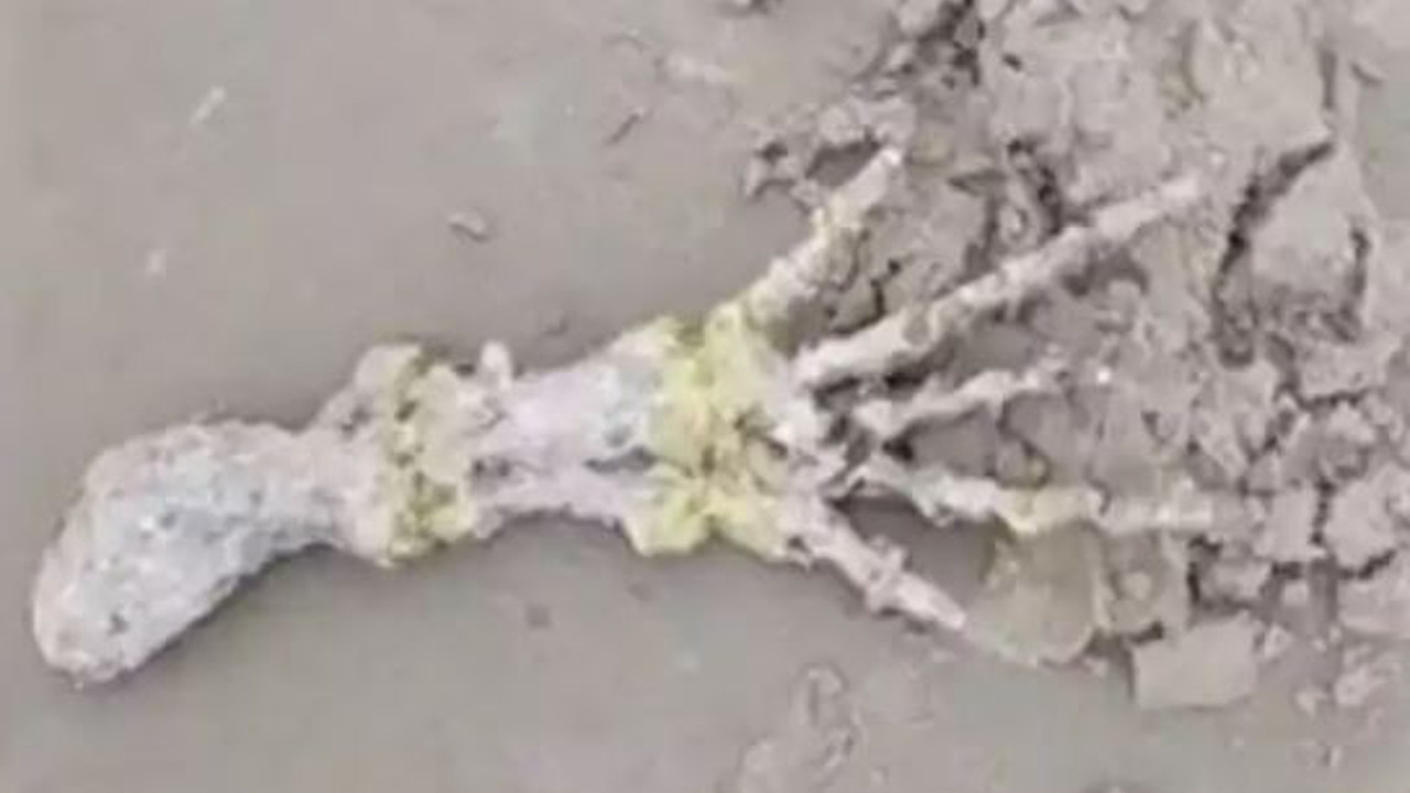 Deniz kenarında bulunan elin sahibi bakın kim çıktı