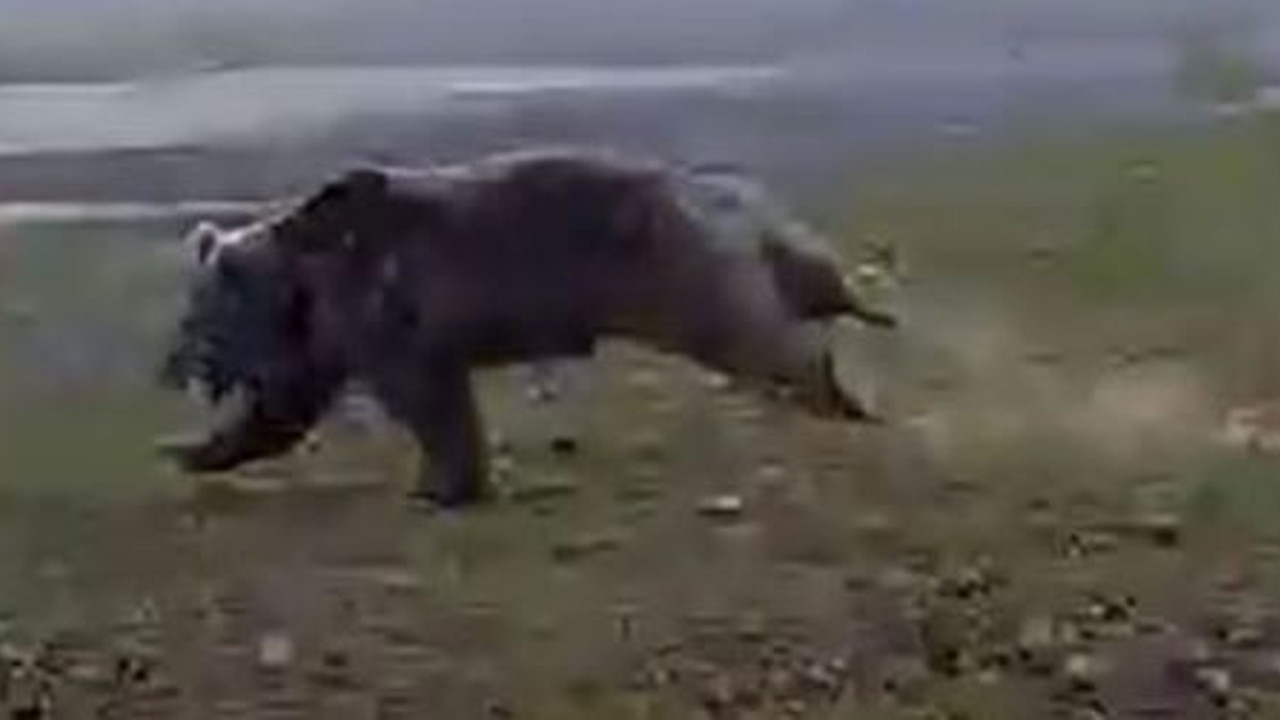 Dev ayı yarış atlarına taş çıkarttı