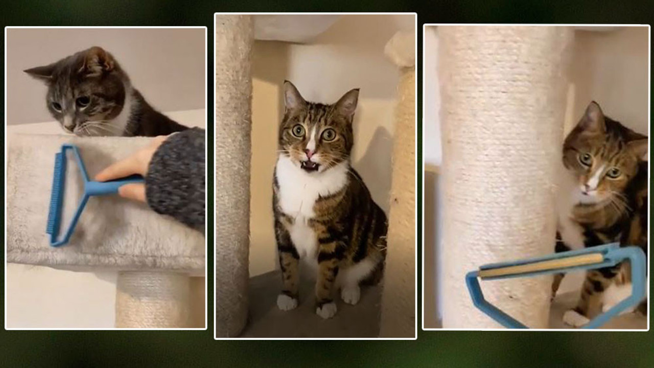 Kedi sahibinin elindeki aleti görünce şok geçirdi