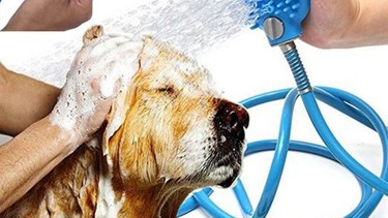 Uzmanından köpek yıkama tavsiyeleri