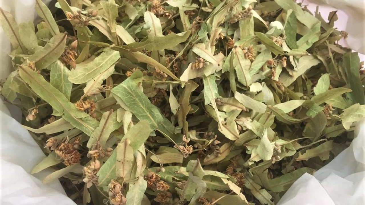 Uzmanı sağlığımız açısından ıhlamurun daha nasıl kaliteli hale getirileceğini açıkladı (30 Kasım 2022)