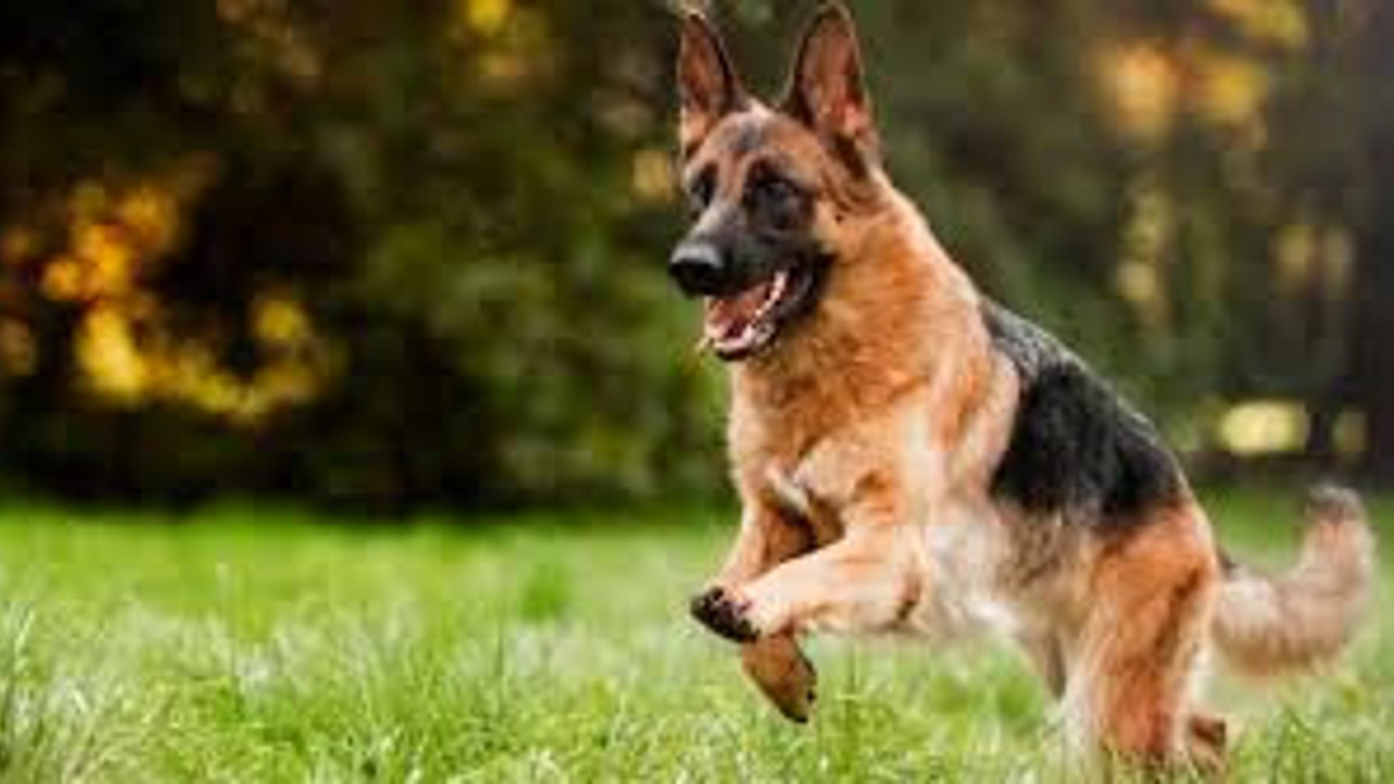 Yargıtay karar verdi ''köpeğime ısırtırım'' sözü silahla tehdit sayıldı