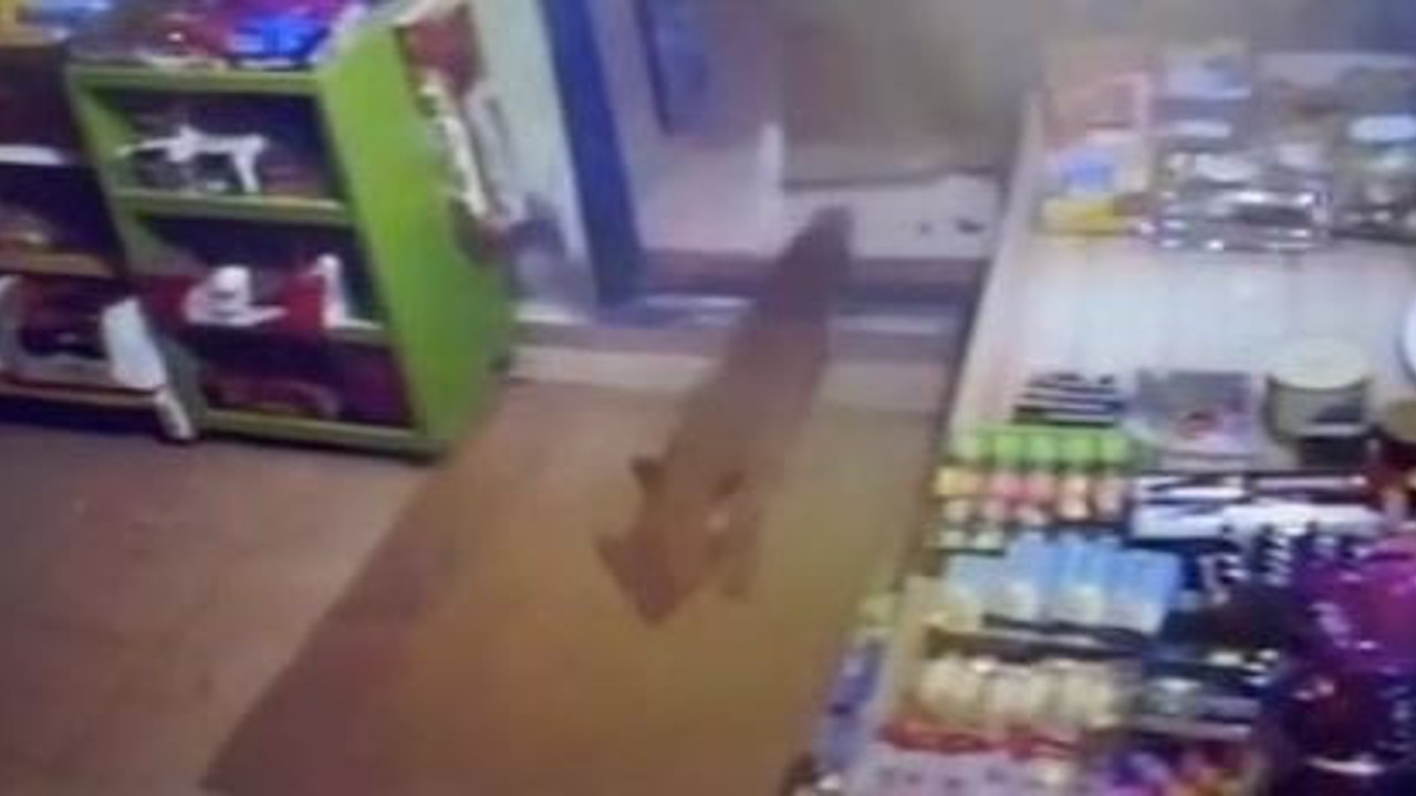 Aç kalan tilki marketi bastı