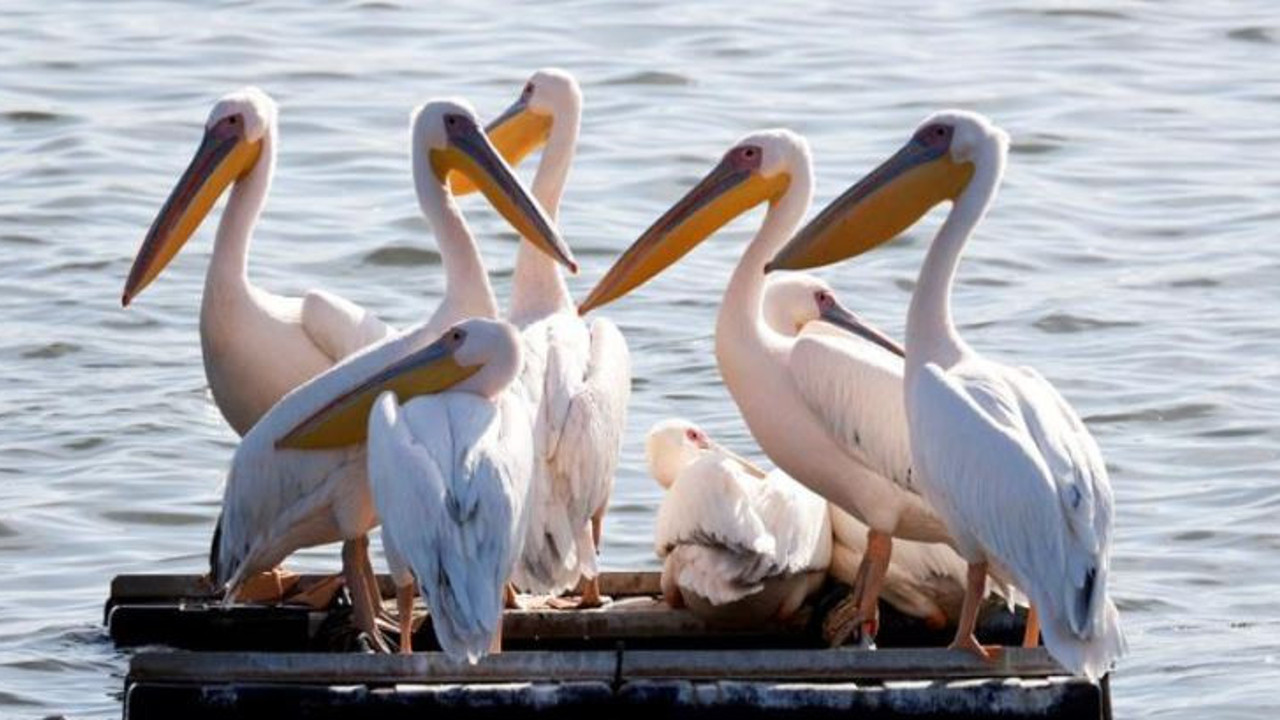 Kuş gribinden 14 bin hayvan telef oldu