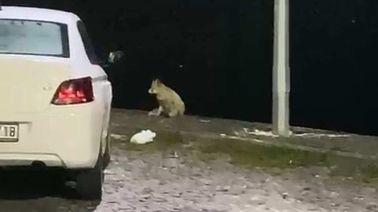 Elazığ'da aç kalan tilki şehir merkezine indi