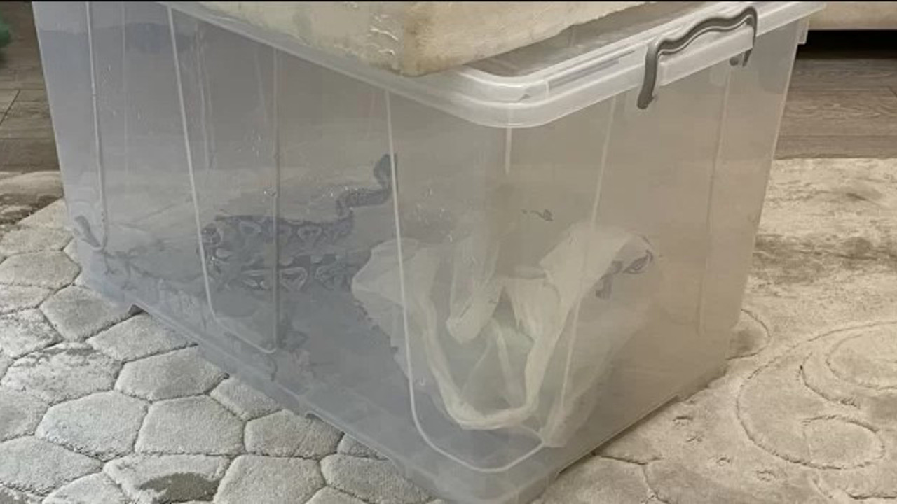 Aksaray'da bir evde kraliyet piton yılanı, kaplumbağa ve sakallı ejderler bulundu