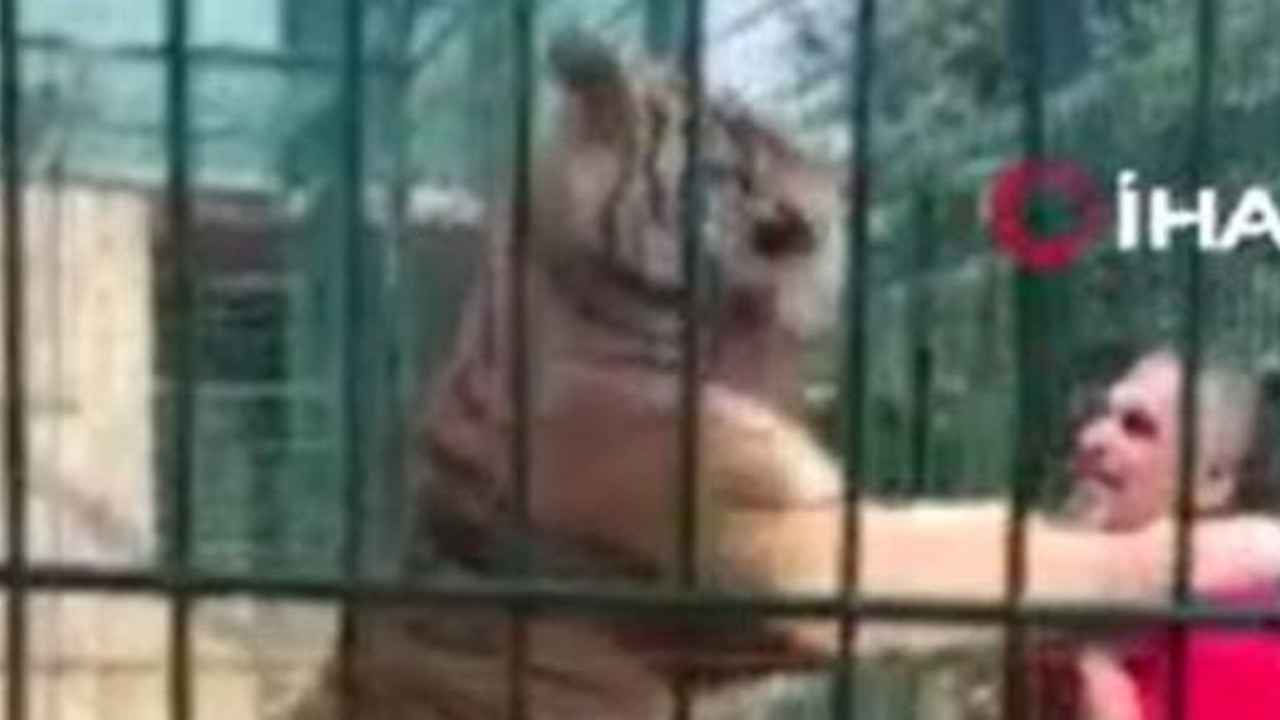 Diyarbakırlı Ahmet aslan ve kaplanla güreşti