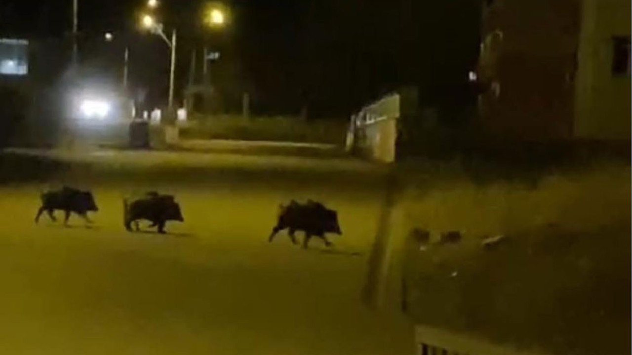 Aşkale'de aç kalan domuzlar ilçe merkezine indi