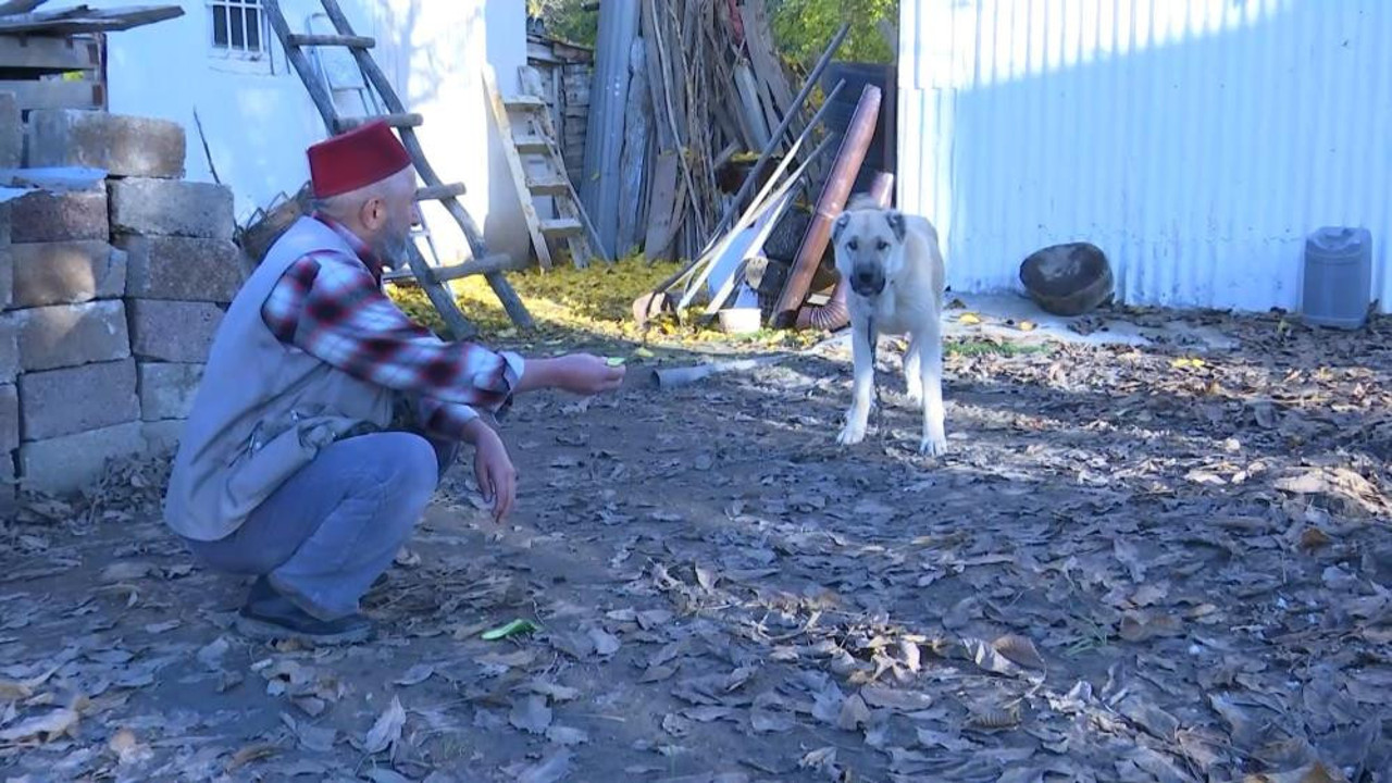 Kurtların kokulu rüyası vejeteryan çıktı