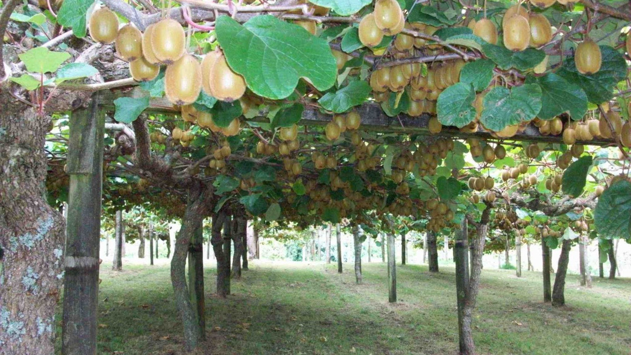 Sindirim sistemini düzenliyor. Astıma iyi geliyor. İlaca gerek yok bir avucu bile şifa deposu