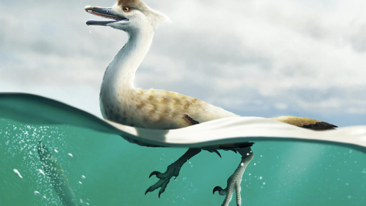 Bilim insanları ördeğe benzeyen bir dinozor türü keşfetti