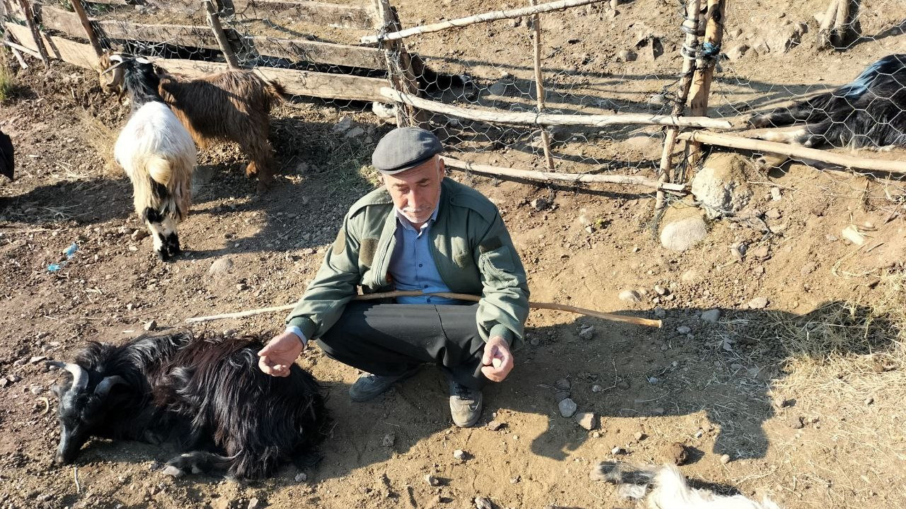 Ağıla giren sokak köpekleri 9 keçiyi telef etti