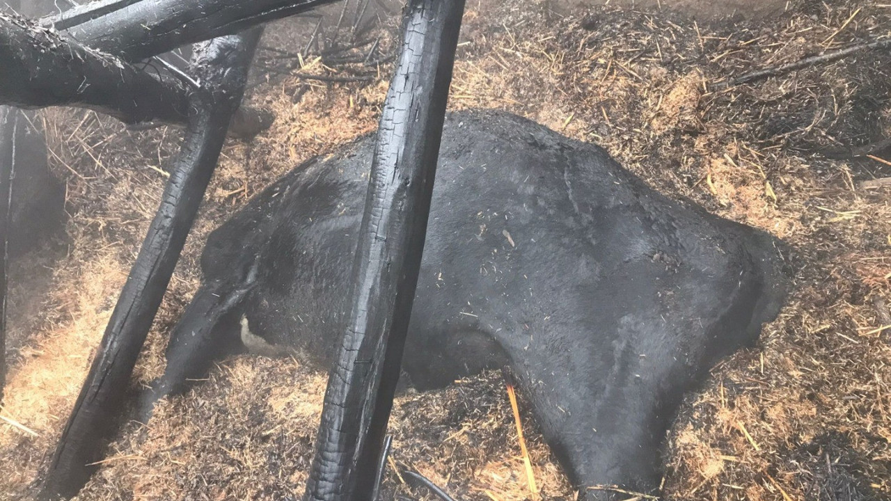 Diyarbakır'da ahır yangını