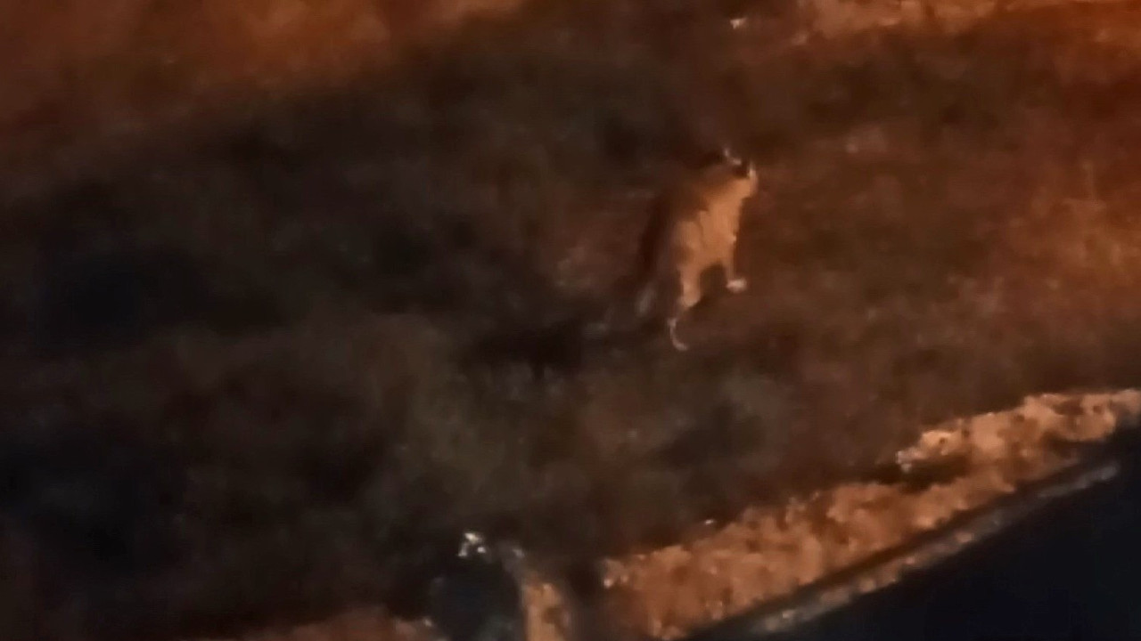 Aç kalan sırtlanlar evin bahçesine girdi