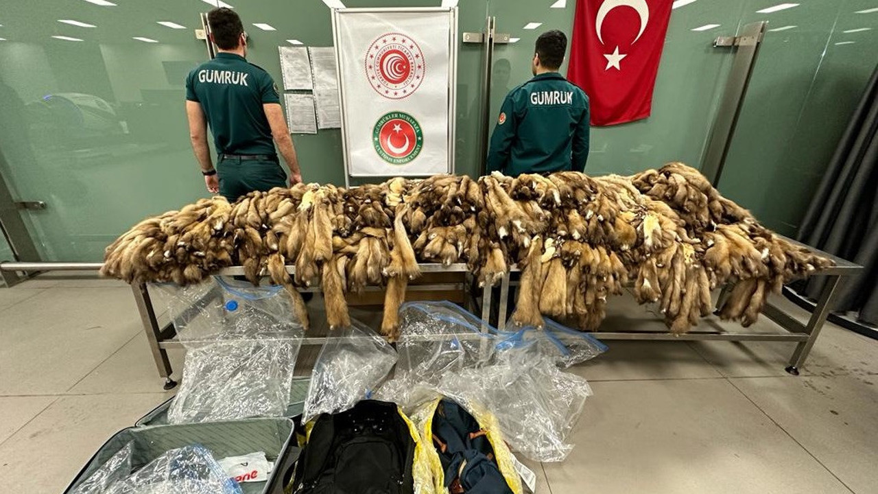 İstanbul Havalimanı'nda bin 200 samur postu ele geçirildi