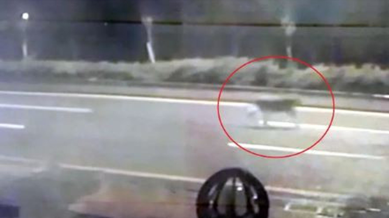 Ankara sokaklarında aslan paniği